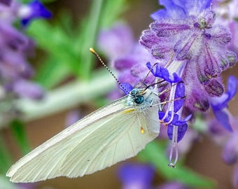 Macro Photo of a White Butterfly on a Purple Flower. Butterfly Photography (Digital Download).