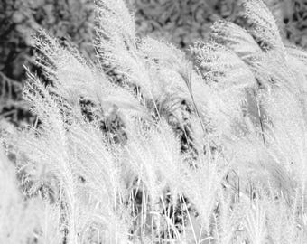 Pampas Grass Photo: Modern Botanical Boho Wall Decor. Black and White Print (Instant Download).