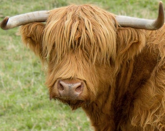 Highland Cow Photo: Shaggy Brown Cow. Farmhouse Wall Art (Digital Download).