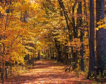 Fall Walking Trail: Wisconsin Autumn Landscape Print (Instant Download).
