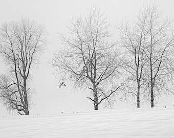 Black and White Winter Landscape Photo: Bare Trees on a Foggy Winter's Day (Digital Download).
