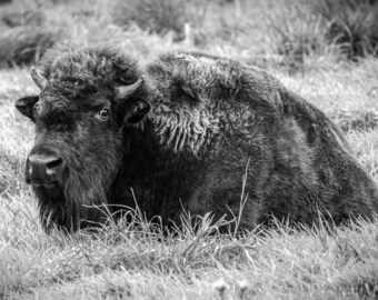 Black and White Buffalo Photo: Western and Farmhouse Wall Art (Digital Download).