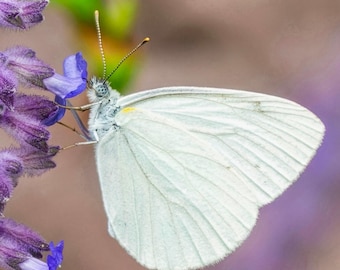 White Butterfly on a Purple Flower. Macro Butterfly Photography (Digital Download).