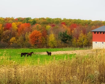 Horses Grazing in a Field on an Autumn Day: Wisconsin Fall Landscape Photography (Digital Download).