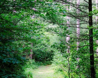 Wisconsin Walking Trail Photograph: Summer Nature Hike. (Digital Download).