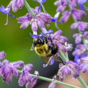 May include: A close-up image of a bumblebee clinging to a purple flower. The bee has a yellow and black body, with translucent wings. The flower is a vibrant purple with a fuzzy texture, and the background is a soft green.