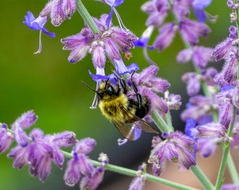 Macro Photo of a Bumble Bee Collecting Pollen on a Purple Flower. Bee Photography (Digital Download).