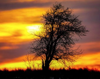 Sunrise Tree Silhouette Photo: Colorful Sky. (Digital Download).