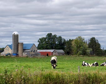 Cows Grazing in Pasture Photo: Midwest Farm Landscape (Digital Download).