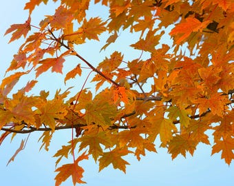 Tree Branches with Fall Leaves: Autumn Nature Foliage Photo (Digital Download).