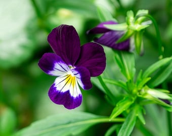 Purple Pansy Photo: Floral Wall Art. (Digital Download).