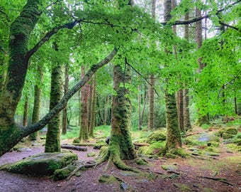 Forest Trees. Woodland Landscape Photography. (Digital Download).