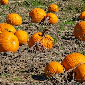 Puede incluir: Un campo de calabazas naranjas maduras de varios tamaños. Algunas calabazas tienen tallos secos y están en el suelo entre parches de hierba verde y tierra seca. Las calabazas están listas para la cosecha.