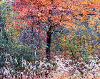 Autumn Tree With Pampas Grass Photo: Vibrant Fall Colors. Fall landscape Print (Digital Download).