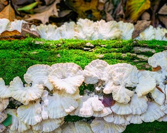 Mushrooms on a Mossy Log. Nature Print (Digital Download).