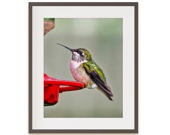 Hummingbird Sitting on a Feeder: Hummingbird Photography (Digital Download).