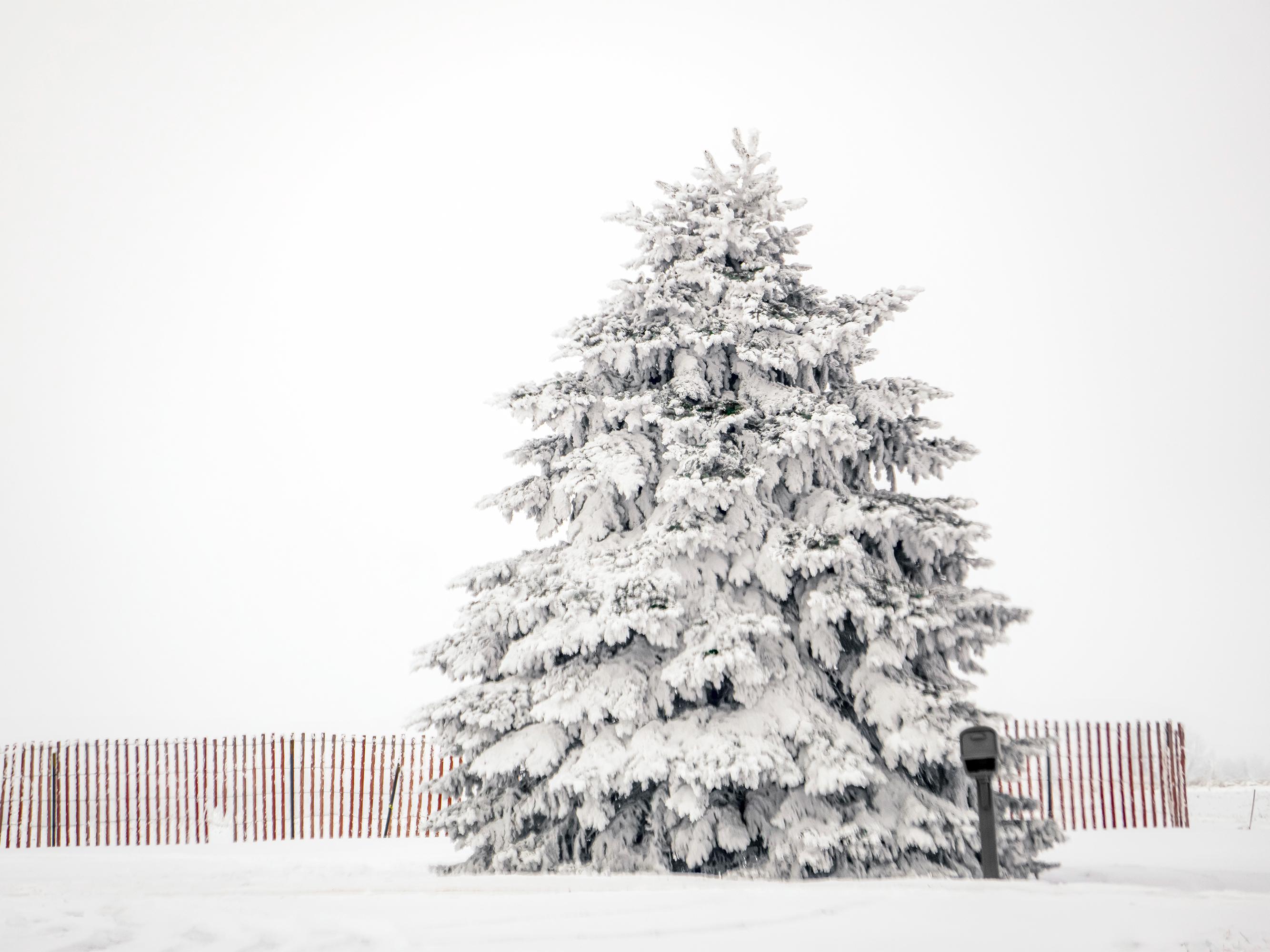 Winter Pine Tree, Fence and Mailbox Print: Wisconsin Snow Scene