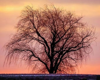 Sunrise Tree Silhouette Photo: Morning Landscape (Digital Download).