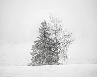 Black and White Winter Landscape Photo: Pine and Bare Trees in Snow (Digital Download).