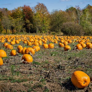 Fotografía de paisaje otoñal. Huerto de calabazas. Impresión de paisaje otoñal de Wisconsin (descarga digital).