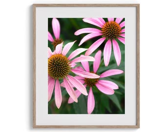 Pink Coneflower: Flower Photography (Digital Download).