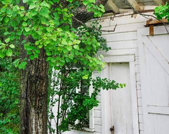 White Rustic Barn Door and Tree Photo: Rainy Wisconsin Landscape. Cottagecore Art. (Digital Download)
