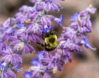 Bumble Bee Collecting Pollen on a Purple Flower. Macro Photography (Digital Download).