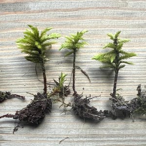 American Tree Moss: Mini Terrarium Tree - Fairy Garden Supplies - Climacium Dendroides