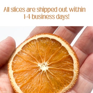 May include: A dried orange slice, held in a hand, showcasing its intricate internal structure. The orange slice is a vibrant orange color with a lighter-colored rind. The text "All slices are shipped out within 1-4 business days!" is visible.
