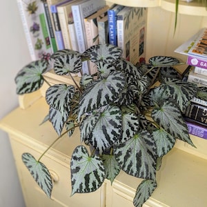 Begonia rex &#39;Silver Jewel&#39; in 15 cm pot