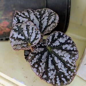 Begonia Rex  &#39;Chayo&#39; in 6 cm pot