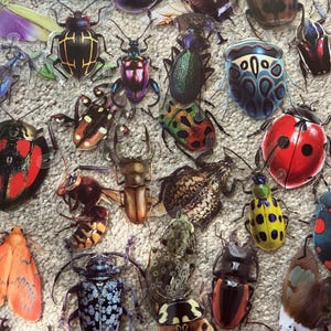 May include: A collection of various insect stickers featuring diverse species including a red ladybird, a metallic green beetle, a yellow spotted beetle, a stag beetle, and a large orange moth, all displayed together in a scattered arrangement.