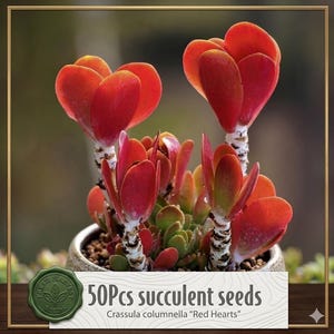 May include: A close-up of a potted succulent plant with vibrant red, heart-shaped leaves. The plant, Crassula columnella "Red Hearts", has green and red foliage. The image includes text that reads "50Pcs succulent seeds".