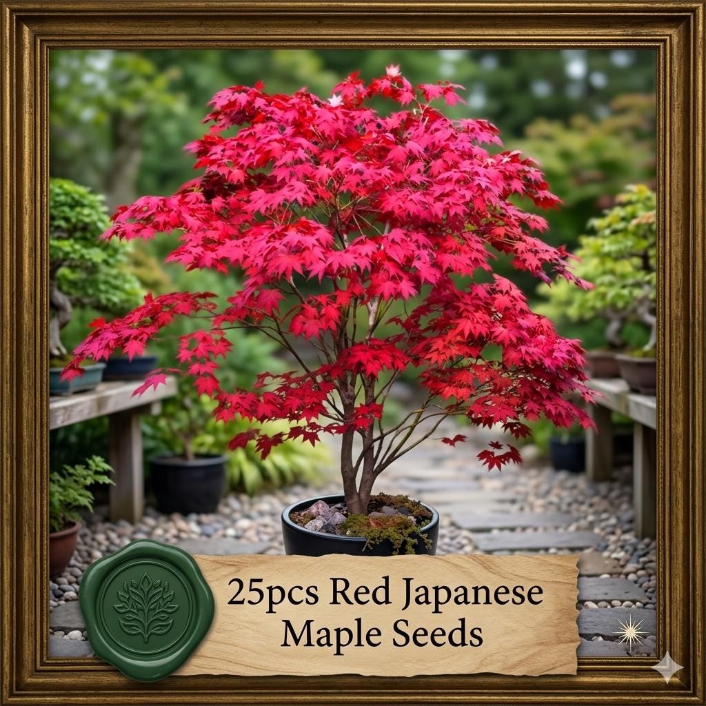 25pcs Red Acer Palmatum Seeds – Japanese Maple Garden Tree Seeds - Etsy