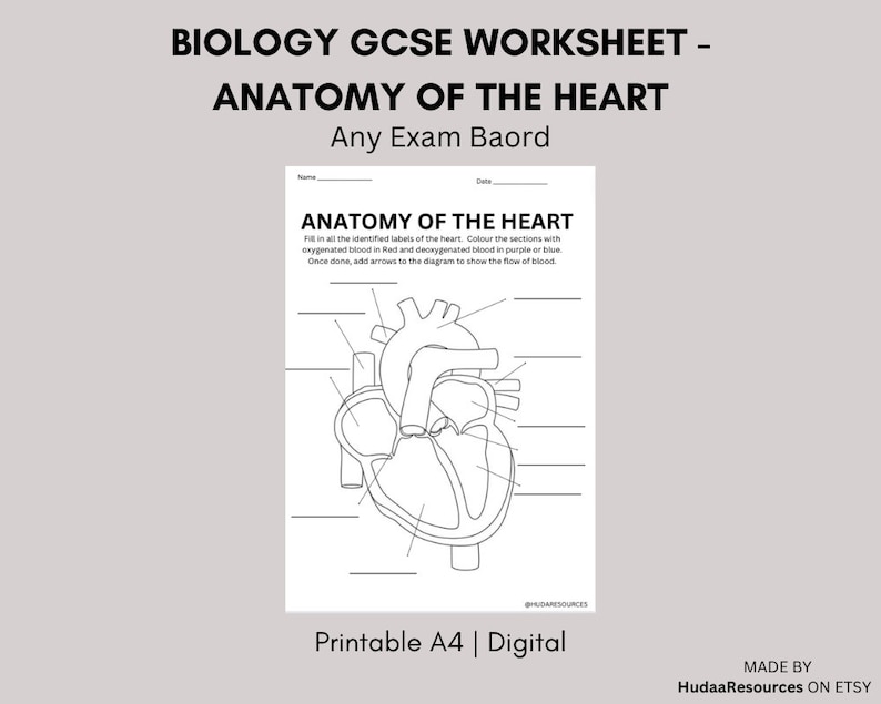 Anatomy of the Heart GCSE Worksheet Biology Study Guide Etsy