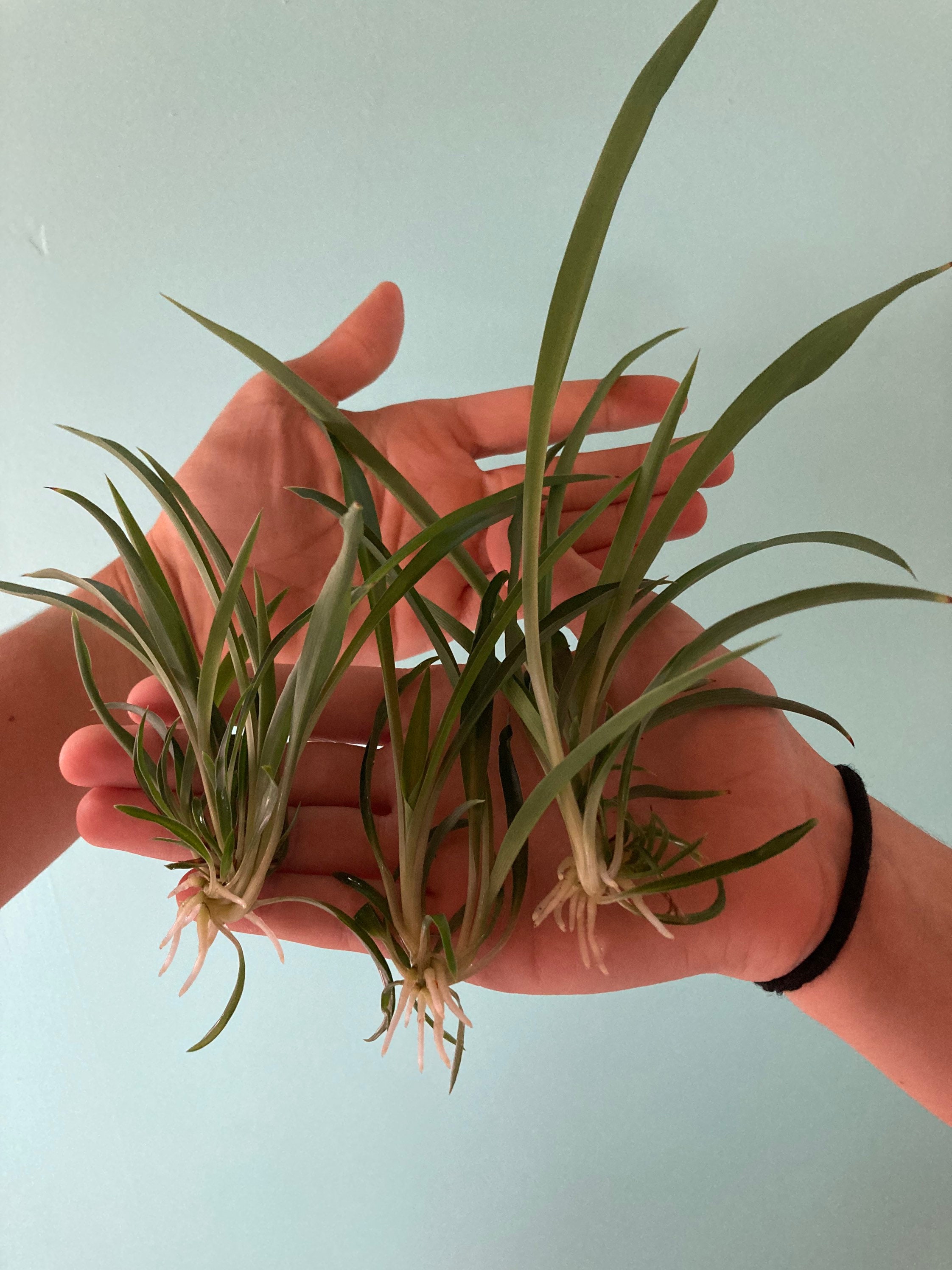 A bonnie Solid Green Spider Plant Etsy