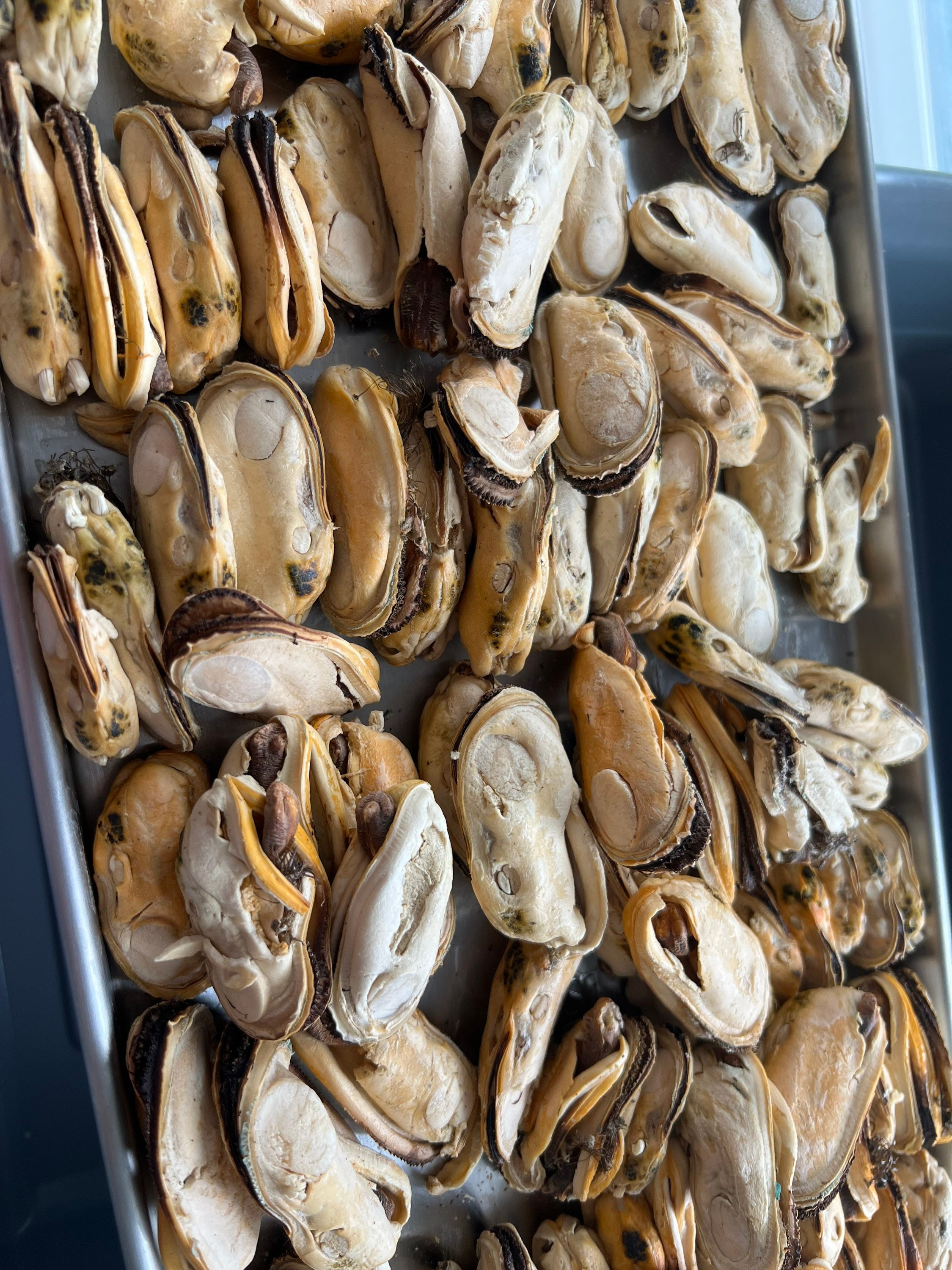 Freeze Dried Green Lipped Mussels New Zealand Single Ingredient Dog