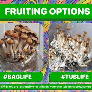 May include: Two images showing different methods for growing mushrooms. The first image shows a bag with mushrooms growing inside. The second image shows a tub with mushrooms growing inside. The text on the image reads "FRUITING OPTIONS #BAGLIFE #TUBLIFE NOTE: You are responsible for bringing your own (clean) spores/culture."