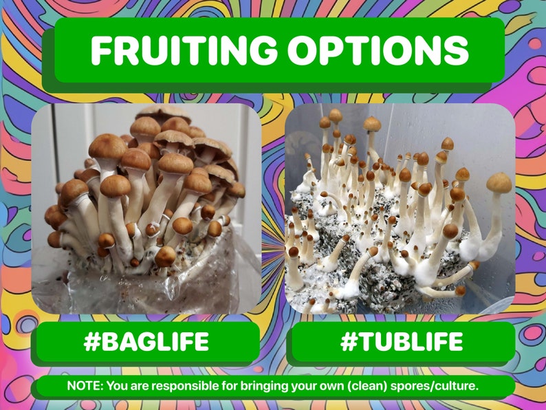 May include: Two images showing different methods for growing mushrooms. The first image shows a bag with mushrooms growing inside. The second image shows a tub with mushrooms growing inside. The text on the image reads "FRUITING OPTIONS #BAGLIFE #TUBLIFE NOTE: You are responsible for bringing your own (clean) spores/culture."