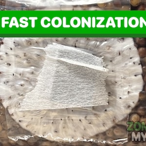May include: A close-up of a clear plastic bag containing brown grains with a white mycelium growth. The bag is labeled "FAST COLONIZATION" in green letters and "ZOMBIE MYCO" in green letters.