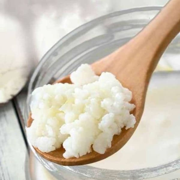 Organic milk kefir grains 2 TSP