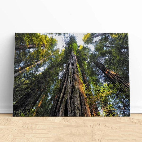 Forest Trees Sequoia National Park Canvas Wall Art.Nature Landscape Print.Outdoor Woodland Decor.Scenic Wilderness Poster