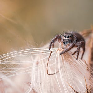Jumping Spider on Seed