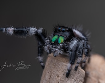 Regal Jumping Spider (P. regius) #1