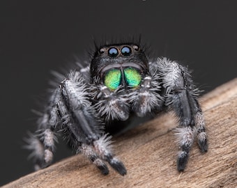 Regal Jumping Spider (P. regius) #4