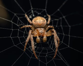 Orb Weaver / Furrow Spider in Web