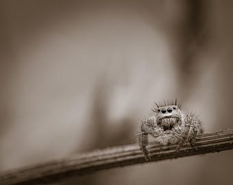 Jumping Spider on Branch