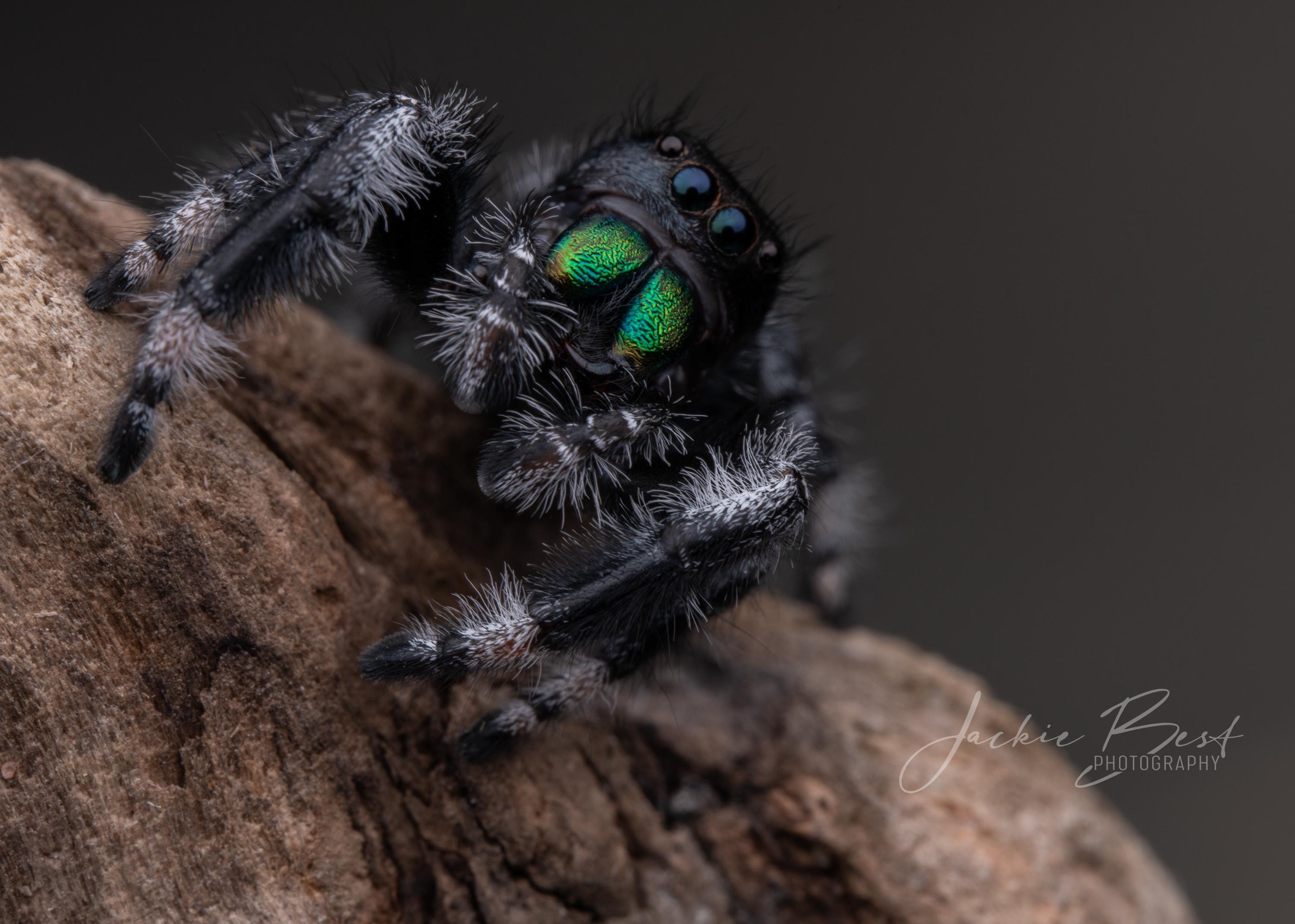 Regal Jumping Spider (P. regius) #2