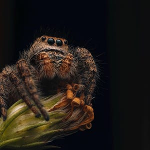 Jumping Spider on Orange Flower