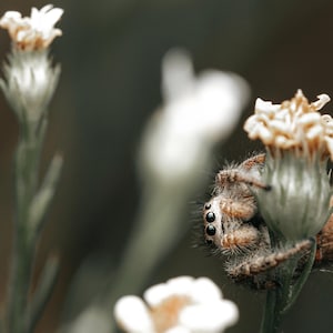 Jumping Spider with Flowers